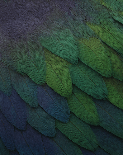 Takahē Bird feathers in blue and green